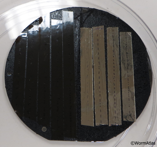 EMATUMFIG 6: Serial thin sections on tape.